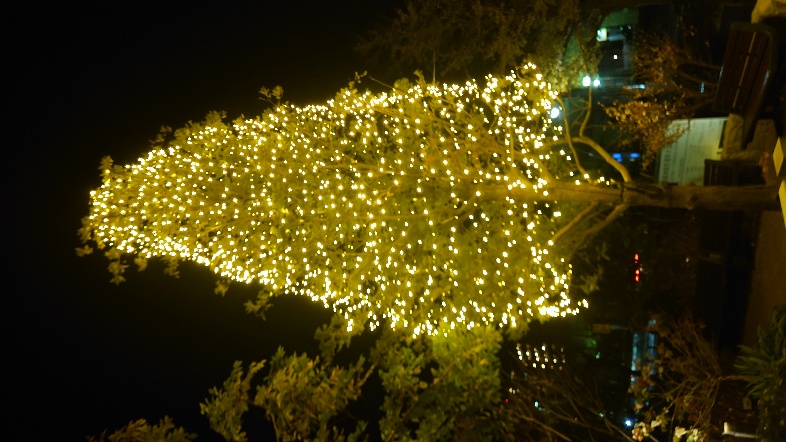 退院前日 大学病院前の電飾ツリー