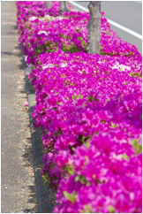 道路脇に咲く鮮やかなピンク色の花々