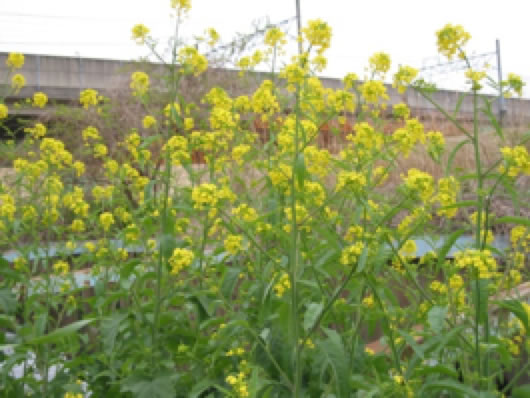 一面に咲く黄色い菜の花