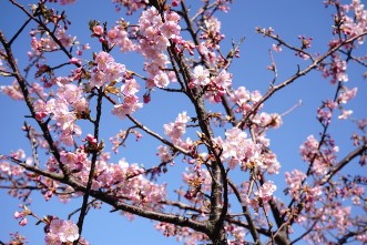 青空に咲く満開の桜の花