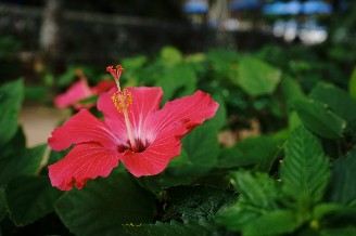緑の葉の中に咲く赤いハイビスカスの花