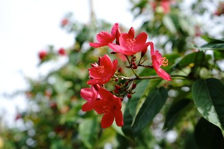 赤いブーゲンビリアの花