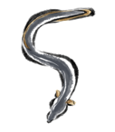 銀色のうなぎのイラスト