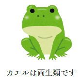 「カエルは両生類です」というカエルのイラスト