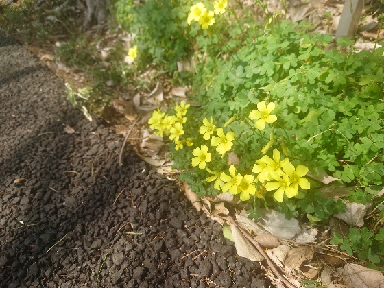 地面に咲く黄色い小さな花々の写真