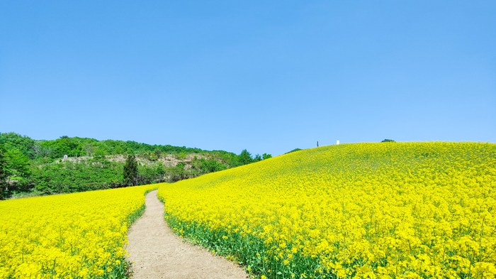 青空の下に広がる菜の花畑の写真