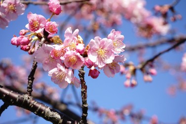 青空を背景にした桜の花のクローズアップ