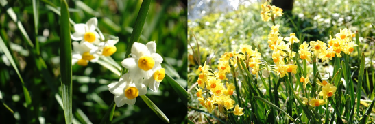 黄色と白の水仙の花