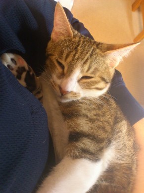 膝の上で眠るキジトラ猫