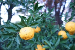 木になった黄色い柑橘類の実
