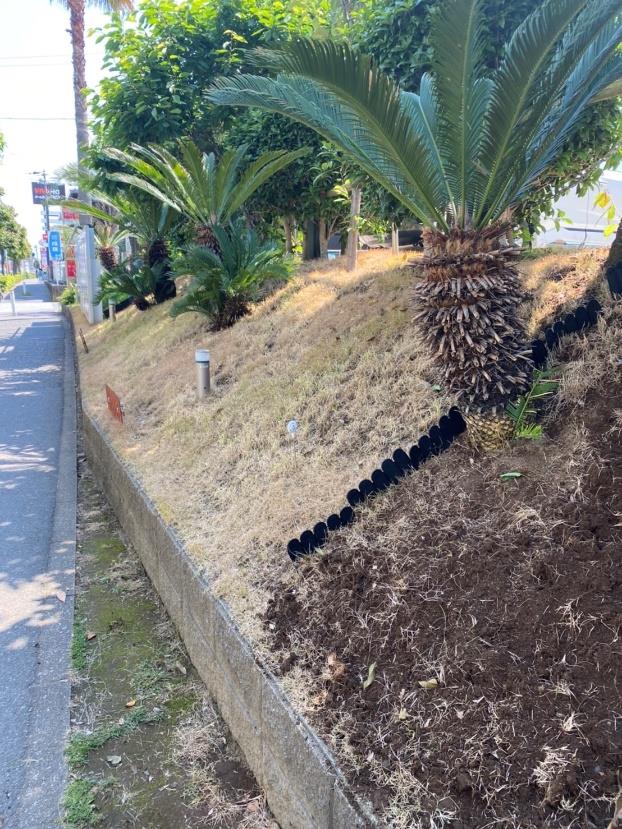 改良前の、ソテツと枯れた雑草が茂る道路正面の斜面の写真
