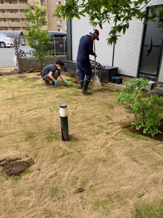 敷いた芝生に目土をかけほうきで整える作業員の写真
