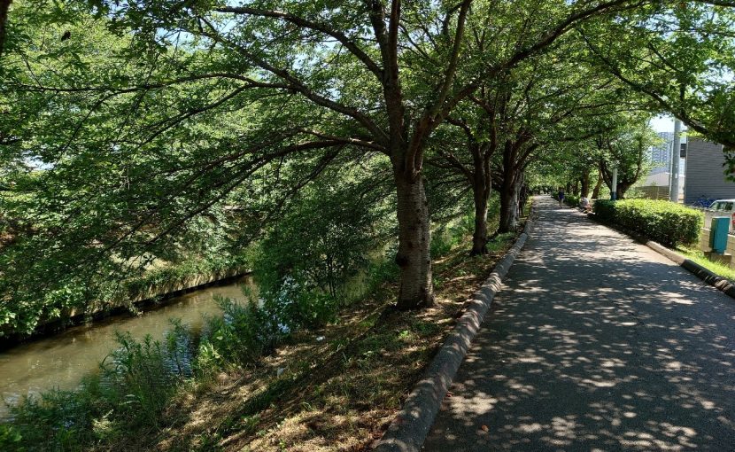 緑豊かな川沿いの遊歩道の写真