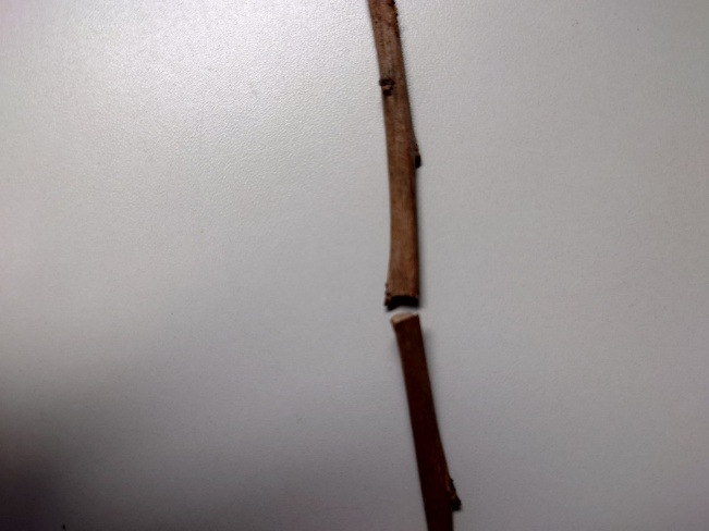 白い背景に置かれた折れた木の枝の写真