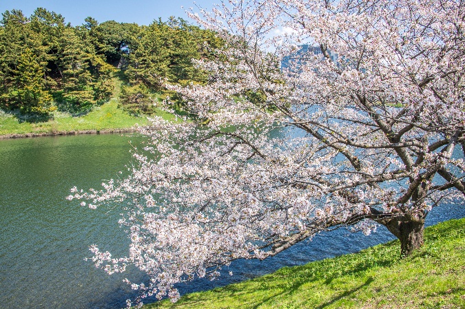 堀沿いに咲く満開の桜と新緑の写真