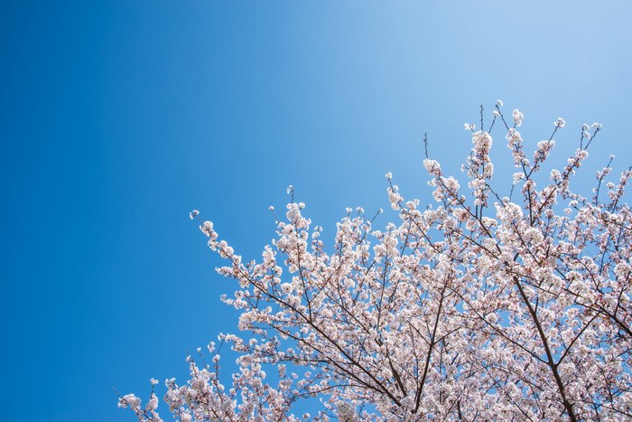 青空を背景に満開の桜の写真
